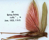 CollectionObject 1517334; bc9f1231-190a-4b3d-a505-3b8157294075: female, dorsal (holotype). (CollectionObject).
