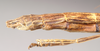 CollectionObject 1562249; NHMUK(SF IMPORT DUPLICATE) 844860, 1eb21d78-a4a1-4c01-8d52-572bc5caa496: copyright Natural History Museum, London. female: end of abdomen, lateral view (holotype). (CollectionObject).