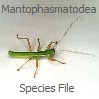 Mantophasmatodea Species File
