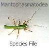 Mantophasmatodea Species File