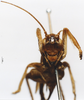 CollectionObject 1505171; b4db2125-5729-41a3-b86d-521fa11e5152, DORSA D014SF01: female, frontal view. (CollectionObject).