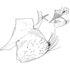 Pygofer appendages: Pygofer, lateral view. (Observation).