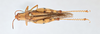 CollectionObject 2833364; 4e9b2e77-2c41-4956-97b1-d37f0f5a2093, CNCI 1012846: Catantops melanostictus. Dorsal view. (CollectionObject).