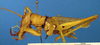 CollectionObject 1521421; 973d5e95-caba-4f5c-9ed6-22f54930b40c: male, lateral view (lectotype). (CollectionObject).