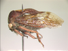 Dagonotus Capener, 1972: _Dagonotus lectus_. (Otu).