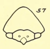 Head: !! display not done !! on Carynota mera (Say, 1831): (Observation).
