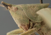 female head and pronotum, lateral view (syntype). Depicts CollectionObject 1505668; 5fcbb7ab-4992-4b66-94b8-64f3bcb8e955, a CollectionObject.