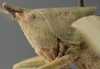 CollectionObject 1505668; 5fcbb7ab-4992-4b66-94b8-64f3bcb8e955: female head and pronotum, lateral view (syntype). (CollectionObject).