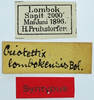CollectionObject 1506077; f83b31c4-a211-4d19-a903-bc455aa3187c: labels (syntype). (CollectionObject).