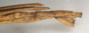 CollectionObject 1561972; NMW 1099, c80faeda-685f-4a02-9df8-e61b09089778: copyright NMW, Vienna. female: end of abdomen, lateral view of synonym Sipyloidea corticina (holotype). (CollectionObject).