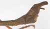 CollectionObject 1562978; 9f5e6eb8-25a1-4cf3-8adc-5644ba58e4a3: copyright F. Hennemann. male: end of abdomen, lateral view (paratype). (CollectionObject).;CollectionObject 1562979; aa227a08-3252-426d-b1c8-c0d5961a3b34: copyright F. Hennemann. male: end of abdomen, lateral view (paratype). (CollectionObject).