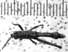 CollectionObject 1506175; 3e30de47-1ac4-4090-8e94-47c416e31dc6: Image Carbonell, C.S. male, dorsal view (lectotype). (CollectionObject).