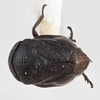Habitus, dorsal view on Clastoptera sierra Doering, 1929: (Observation).