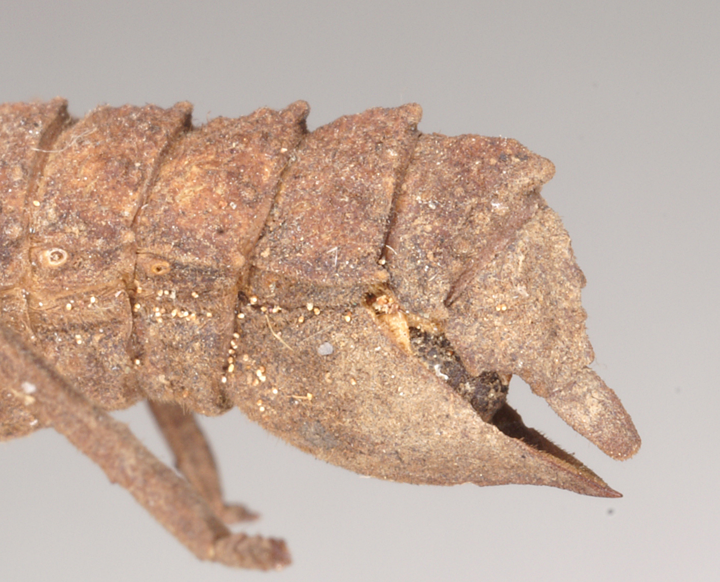 copyright Natural History Museum, London. female: end of abdomen, latral view (holotype). Depicts CollectionObject 1562258; NHMUK(SF IMPORT DUPLICATE) 845221, 2e85e0dc-ef62-418e-a5ea-79a2710ee2e8, a CollectionObject.