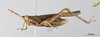 CollectionObject 2275787; 61386727-09ba-49d1-9ac0-df369981fcf5, Unioeste Cascavel K-1300: Female, lateral view. (CollectionObject).