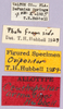 CollectionObject 1499639; f2ad157d-054a-4535-93f3-d8aee64b8f6a: labels (allotype). (CollectionObject).