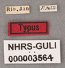 Other: !! display not done !! on Myconus conspersinervis (Stål, 1862): (Observation).