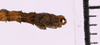 CollectionObject 1558137; 1538b937-0ef1-466b-a439-0ce0bdb24f0a: copyright MNHG, Geneva. male: end of abdomen, dorsal view (syntype). (CollectionObject).;CollectionObject 1558138; e96a9060-98ad-481a-b0ea-009f1452e544: copyright MNHG, Geneva. male: end of abdomen, dorsal view (syntype). (CollectionObject).