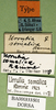 CollectionObject 1500959; 9cf54dd5-c69d-4441-bf43-ed1930bce568: labels (holotype). (CollectionObject).