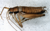 CollectionObject 1527803; 5d92d1fc-0715-49fa-b31b-cecfa7a5490c: male habitus (holotype). (CollectionObject).