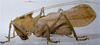 CollectionObject 1536184; NMBA 3225451, 660595b2-f074-4ecf-bedb-e1fe1caf1211: male, lateral view. (CollectionObject).