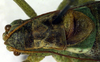 CollectionObject 1502848; 3dc3b618-22f7-4a01-9a22-5e6257f1a884: male prontum, dorsal view (paratype?). (CollectionObject).