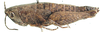 Anacteana neavei neavei (Bolívar, 1912): female, lateral view. (Otu).