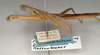 CollectionObject 1558406; NMW 749', 92bad12c-f936-4aaa-9e65-f41148fcac0a: copyright NMW, Vienna. male, lateral view of synonym Diura discolor (syntype). (CollectionObject).