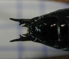 Eobiana engelhardti subtropica (Bey-Bienko, 1949): male cerci. (Otu).
