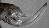 Eriolus duplidentis Naskrecki, 2000: female ovipositor. (Otu).