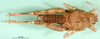 CollectionObject 1545334; 1c89a603-d00b-424a-b40b-52b5f90715c8: female, dorsal view (paratype of Glyphotmethis adaliae angorensis). (CollectionObject).