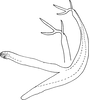 Aedeagus, lateral view on Edwardsiana platanicola (Vidano, 1961): Aedeagus, lateral view. (Observation).