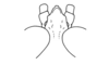 Aptoceras brachypterus Descamps, 1976: Fig. 29. male, vertex of fastigium, dorsal view. (Otu).