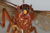 CollectionObject 1505578; 69c03974-eb45-4734-a573-8b8bffe47d8b: Female, anterior view (holotype). (CollectionObject).