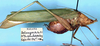 CollectionObject 1517375; e189c147-fcf3-4500-a8aa-635c00283b0a: male, lateral view (holotype). (CollectionObject).