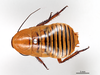 CollectionObject 1863293; f97b67f2-9310-4109-9f58-7ebef46ec0f2: (CollectionObject).