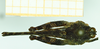 CollectionObject 1585770; 1f96c211-4e0f-40d2-9b8e-ee5cf851ebae: male, dorsal view (syntype). (CollectionObject).