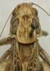 CollectionObject 1535150; cd6626cf-a7ef-4614-b542-32a814a3fae7: male pronotum, dorsal view (syntype). (CollectionObject).