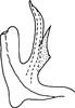 Aedeagus, lateral view on Arboridia (Arboridia) kratochvili (Lang, 1945): Aedeagus, lateral view. (Observation).