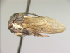 Lobocentrini Wallace & Deitz, 2004: _Lobocentrus zonatus_. (Otu).
