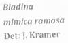 Other on Bladina mimica ramosa Kramer, 1976: (Observation).