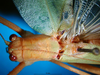 CollectionObject 1500498; ae7554a1-d52f-4b27-9f99-a0a4c860a665: male head and pronotum, dorsal view (syntype). (CollectionObject).