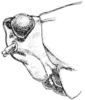 Tetrix ornata ornata (Say, 1824): Fig. 46. male, head, lateral view. (Otu).