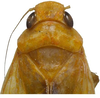 Head on Biza craspa Kramer, 1962: Male holotype [USNM]: head, pronotum and mesonotum, dorsal view. (Observation).