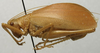 CollectionObject 1567105; 5974d677-f1e7-442a-9fac-e98331de1415: female, lateral view (paralectotype). (CollectionObject).