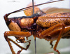 CollectionObject 1503247; MBBJ 3224751, c3aa1323-a174-4135-8c11-454279d86ca9: female head and pronotum lateral view. (CollectionObject).