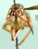 CollectionObject 1501416; 46a4efd5-3770-4e4d-9dd5-3609c624d4e2, DORSA BA000491S01: male, frontal view (holotype). (CollectionObject).