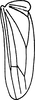 Hind wing: !! display not done !! on Zygina (Zygina) suavis Rey, 1891: Hind wing. (Observation).