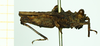 CollectionObject 1585752; d767ab6a-c214-43fb-9627-40edd2381aa3: male, lateral view (syntype). (CollectionObject).