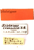 CollectionObject 1589325; e9b19e95-affe-47c2-94b3-0b720cb85737: female, labels (holotype). (CollectionObject).